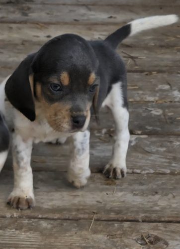 Blue tricolor female beagle puppy available now