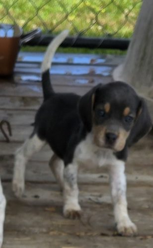 Blue tricolor female beagle puppy, second photo