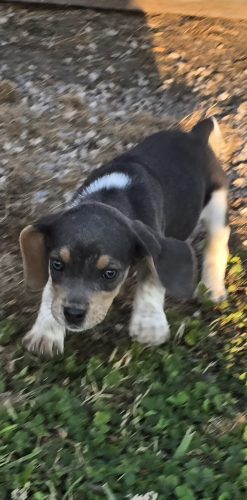 Blue tricolor female beagle puppy, third photo