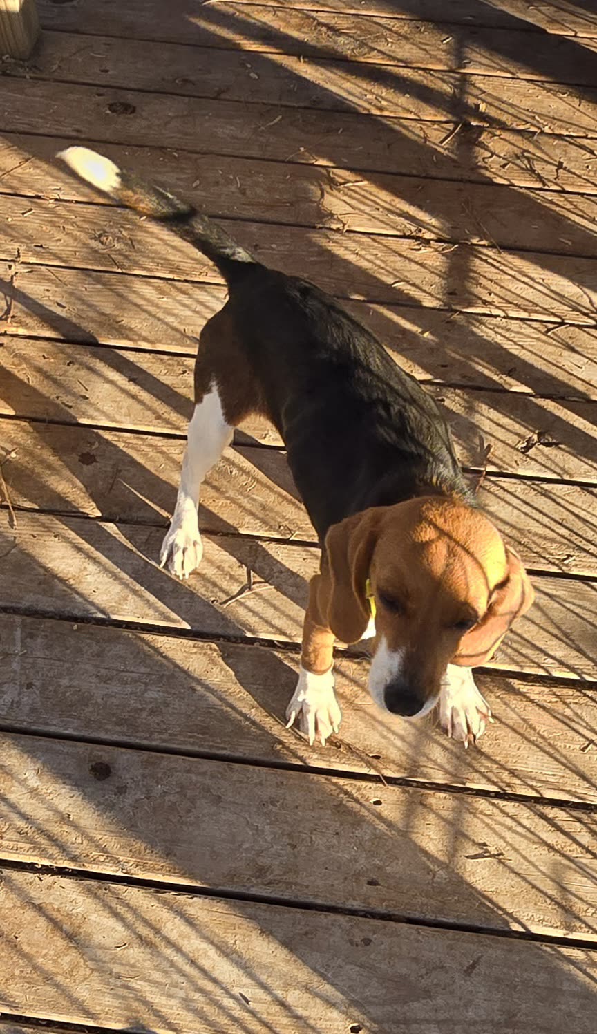 Tricolor beagle in golden-hour light on the deck