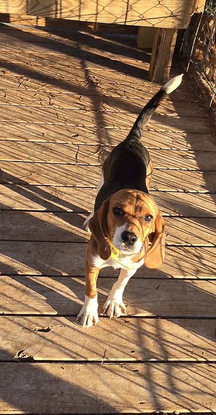 X'Caliber beagle at golden hour on the kennel deck