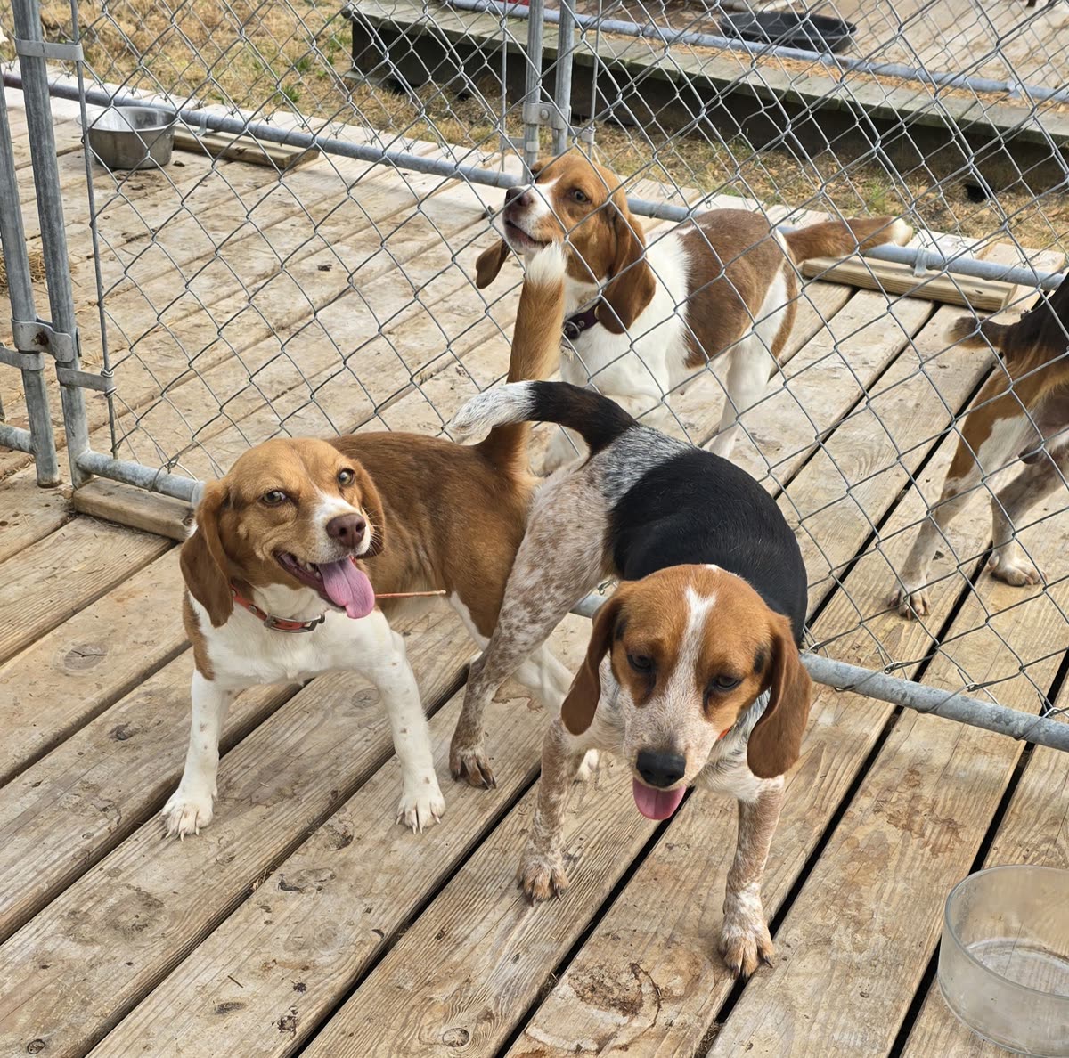 X'Caliber beagles in the kennel yard — parents of the upcoming litters