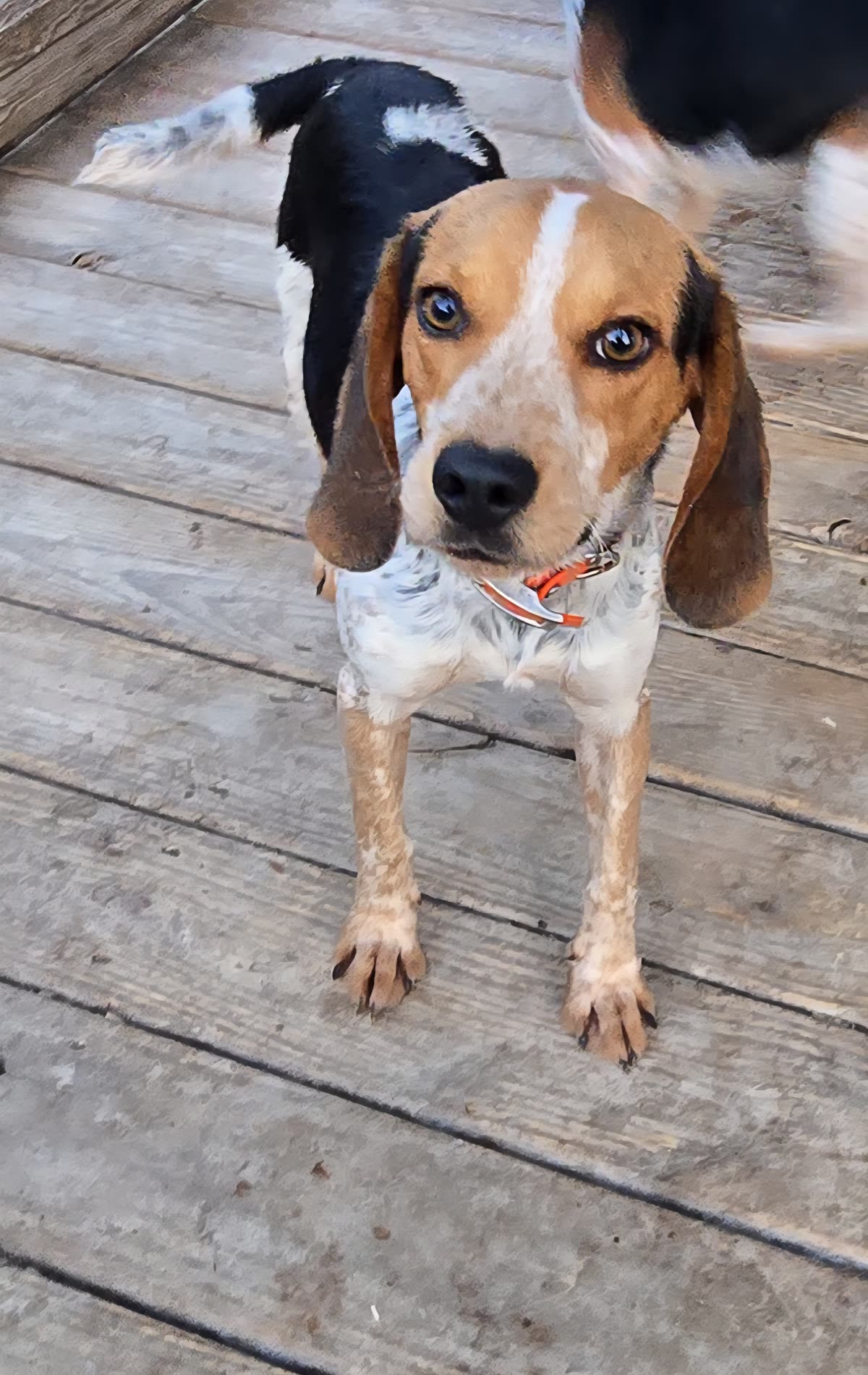 X'Caliber red tick beagle standing on the kennel deck in Jamesville, NC