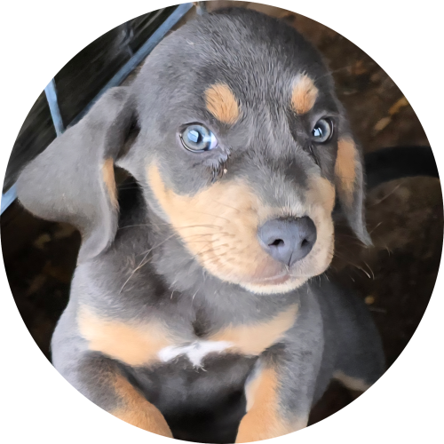 X'CALIBER'S "Blu Jay"